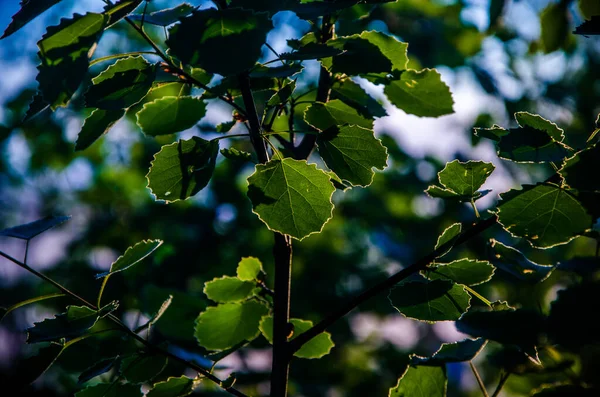 Juicy Green Birch Leaf Warm Summer Morning — Stock Photo, Image