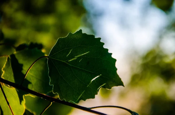 Juicy Green Birch Leaf Warm Summer Morning — Stock Photo, Image