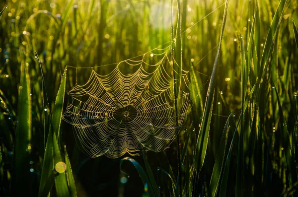 Spinnweben Morgennebel Saftiges Grünzeug — Stockfoto