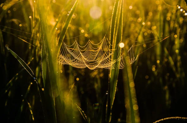 Spinnweben Morgennebel Saftiges Grünzeug — Stockfoto