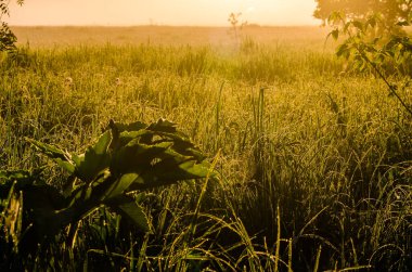 Güneşin ışınları yemyeşil alandan geçer. Sabah sisli ve çiğ tanesinde.