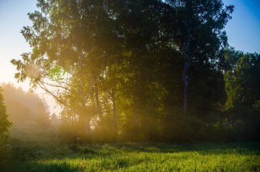 Sabah sisi. Güneş ışığı huş ağaçlarının ve kozalaklı ağaçların arasından geçer..