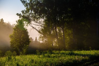 Sabah sisi. Güneş ışığı huş ağaçlarının ve kozalaklı ağaçların arasından geçer..