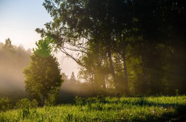 Sabah sisi. Güneş ışığı huş ağaçlarının ve kozalaklı ağaçların arasından geçer..