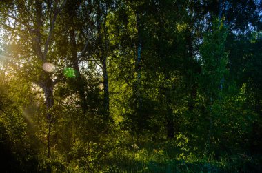 Şafak vakti Birch korusu. Sıcak bir yaz sabahı. Yeşil çimenli tarlalar ve çayırlar