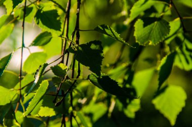 Sulu yeşil huş yaprağı. Sıcak bir yaz sabahı.