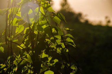 Sulu yeşil huş yaprağı. Sıcak bir yaz sabahı.