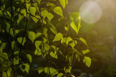 Sulu yeşil huş yaprağı. Sıcak bir yaz sabahı.