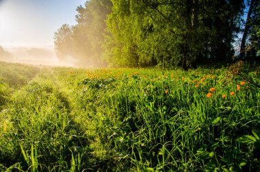 Şafak vakti Birch korusu. Sıcak bir yaz sabahı. Yeşil çimenli tarlalar ve çayırlar