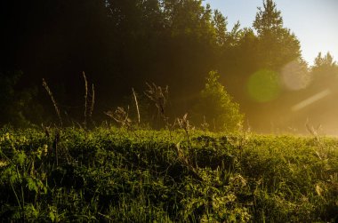 Şafak vakti Birch korusu. Sıcak bir yaz sabahı. Yeşil çimenli tarlalar ve çayırlar
