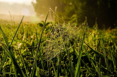 Sabah sisinde örümcek ağları. Sulu yeşiller.