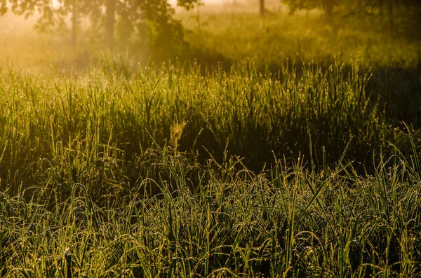 Los Rayos Del Sol Pasan Través Exuberante Vegetación Por Mañana — Foto de Stock