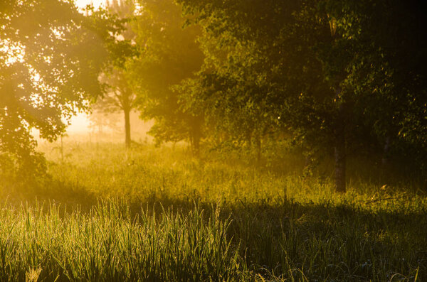 Morning mist. Sunlight penetrates through birches and coniferous trees.