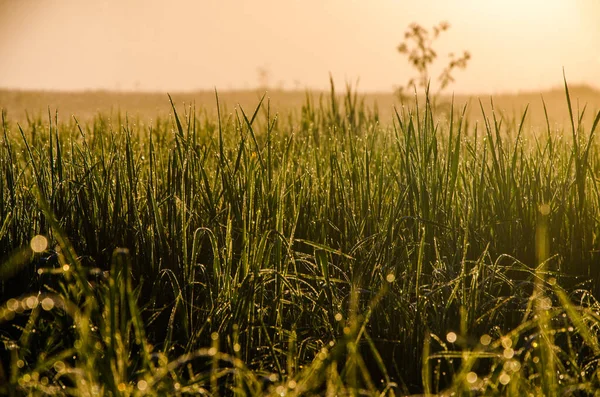 Sun Rays Pass Lush Greenery Morning Mist Dew — Stock Photo, Image