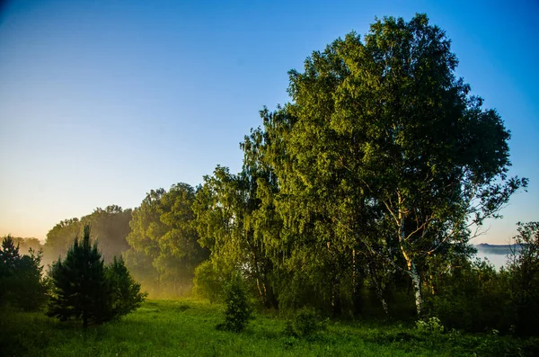 朝の霧 太陽の光が白樺や針葉樹を貫通します — ストック写真