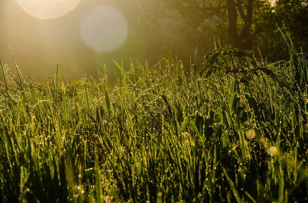 Sun Rays Pass Lush Greenery Morning Mist Dew — Stock Photo, Image