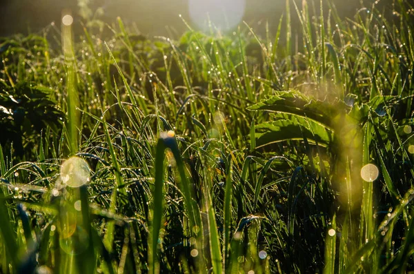 Солнечные Лучи Проходят Сквозь Пышную Зелень Утром Туман Роса — стоковое фото