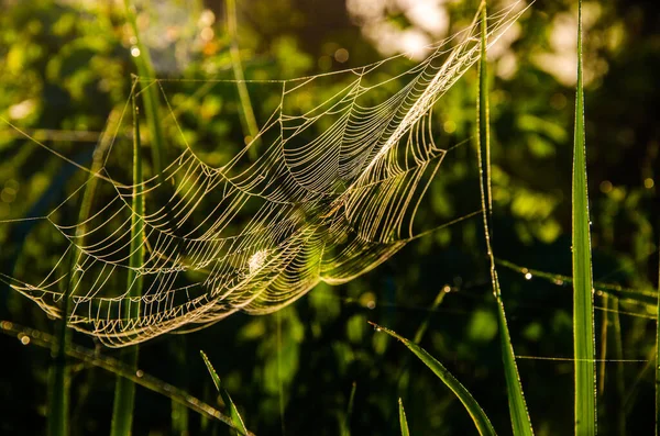 Toiles Araignée Dans Brume Matinale Verts Juteux — Photo