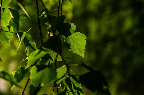 Feuille Bouleau Vert Juteuse Une Chaude Matinée Été — Photo