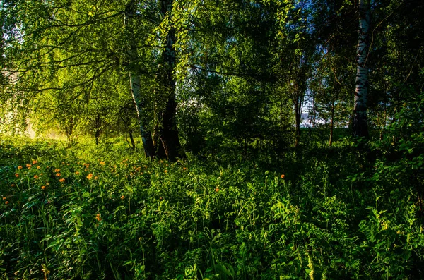 Birch Grove Úsvitu Teplé Letní Ráno Pole Louky Zelenou Trávou — Stock fotografie