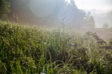 Güneşin ışınları yemyeşil alandan geçer. Sabah sisli ve çiğ tanesinde.