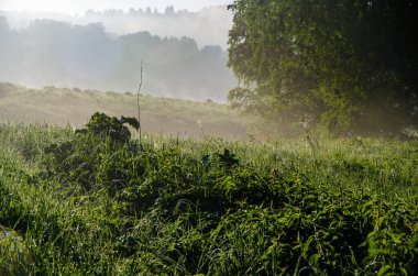Güneşin ışınları yemyeşil alandan geçer. Sabah sisli ve çiğ tanesinde.