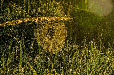 Sabah sisinde örümcek ağları. Sulu yeşiller.