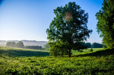 Şafak vakti Birch korusu. Sıcak bir yaz sabahı. Yeşil çimenli tarlalar ve çayırlar