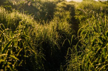 Sabah erkenden. Orman sisin içinde saklanıyor. orman yolu
