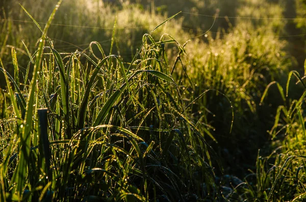 Zonnestralen Gaan Door Het Weelderige Groen Ochtend Mist Dauw — Stockfoto