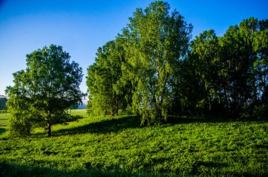 Şafak vakti Birch korusu. Sıcak bir yaz sabahı. Yeşil çimenli tarlalar ve çayırlar