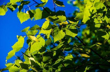 Sulu yeşil huş yaprağı. Sıcak bir yaz sabahı.