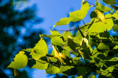 Sulu yeşil huş yaprağı. Sıcak bir yaz sabahı.