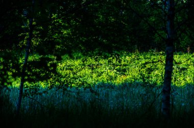 Şafak vakti Birch korusu. Sıcak bir yaz sabahı. Yeşil çimenli tarlalar ve çayırlar