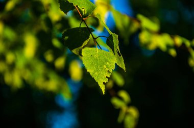 Sulu yeşil huş yaprağı. Sıcak bir yaz sabahı.