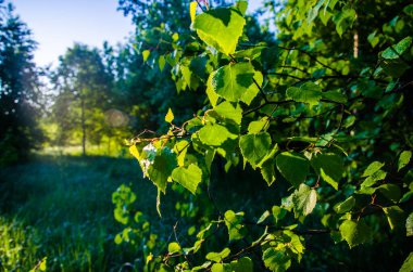 Sulu yeşil huş yaprağı. Sıcak bir yaz sabahı.