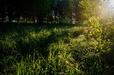 Şafak vakti Birch korusu. Sıcak bir yaz sabahı. Yeşil çimenli tarlalar ve çayırlar