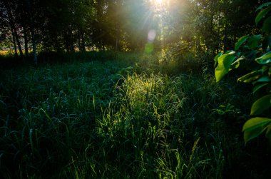 Şafak vakti Birch korusu. Sıcak bir yaz sabahı. Yeşil çimenli tarlalar ve çayırlar