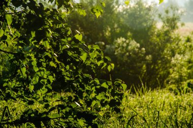 Sulu yeşil huş yaprağı. Sıcak bir yaz sabahı.