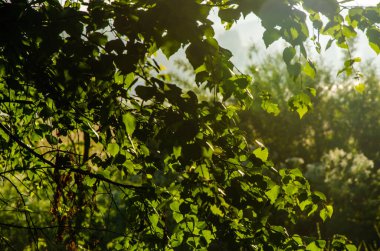 Sulu yeşil huş yaprağı. Sıcak bir yaz sabahı.
