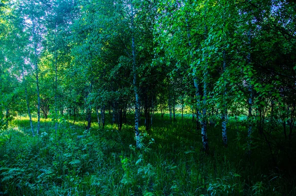 Šťavnatý Zelený Břízový List Teplé Letní Ráno — Stock fotografie