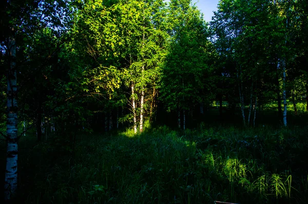 Birch Grove Dawn Warm Summer Morning Fields Meadows Green Grass — Stock Photo, Image