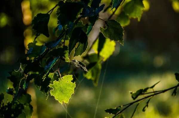 Jugosa Hoja Abedul Verde Una Cálida Mañana Verano —  Fotos de Stock