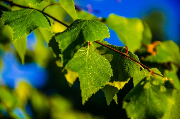 Sappig Groen Berkenblad Een Warme Zomerochtend — Stockfoto