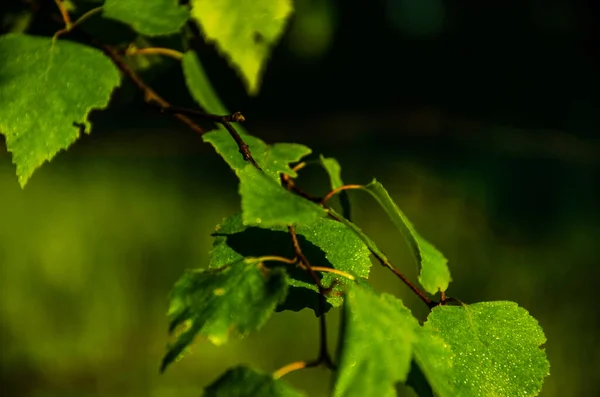 Jugosa Hoja Abedul Verde Una Cálida Mañana Verano —  Fotos de Stock