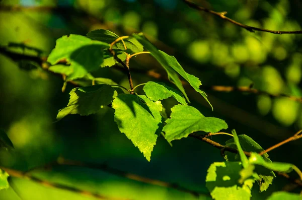 Sulu Yeşil Huş Yaprağı Sıcak Bir Yaz Sabahı — Stok fotoğraf