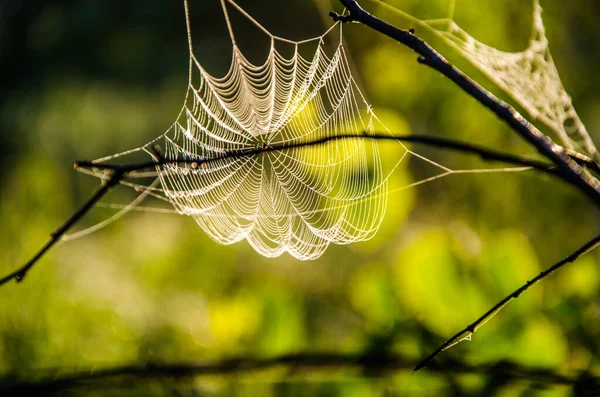 朝の霧の中のクモの巣 ジューシーな緑 — ストック写真