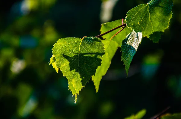 Jugosa Hoja Abedul Verde Una Cálida Mañana Verano —  Fotos de Stock