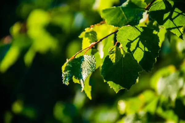 Jugosa Hoja Abedul Verde Una Cálida Mañana Verano —  Fotos de Stock