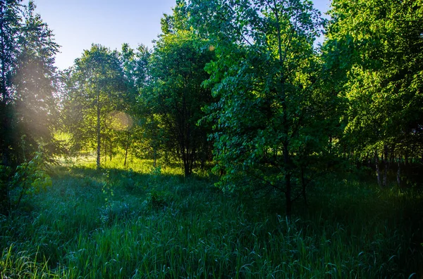 Birch Grove Úsvitu Teplé Letní Ráno Pole Louky Zelenou Trávou — Stock fotografie